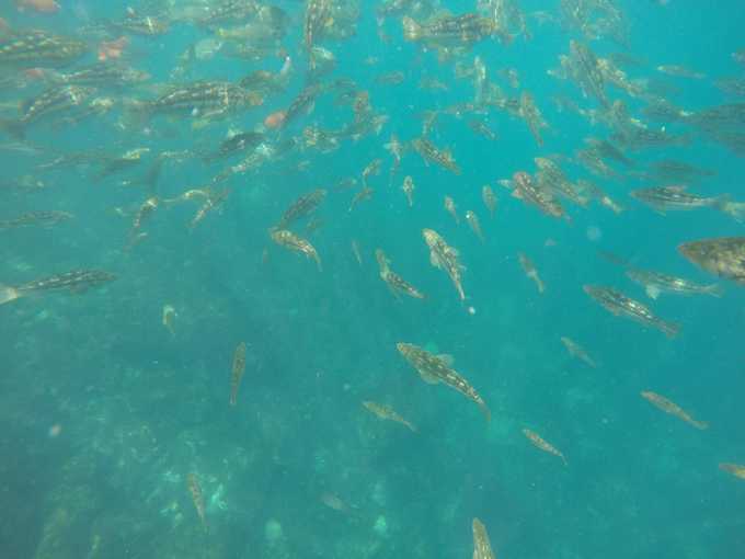 Snorkeling